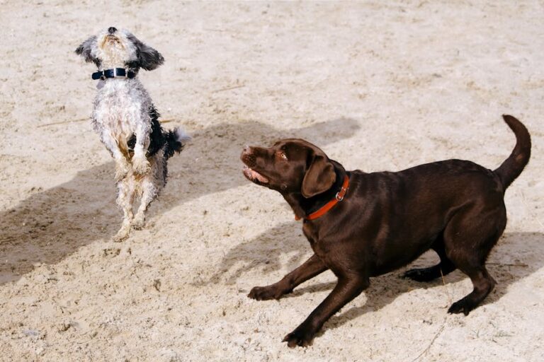 Smart Collars: Tracking Your Pet's Health and Activity